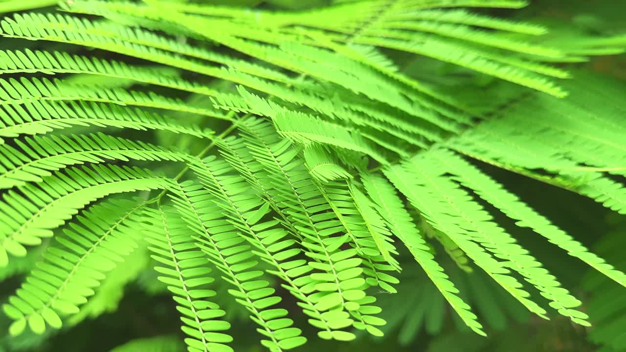 closeup shot of a Royal Poinciana (Delonix regia) tree's leaves swaying gently in the wind
