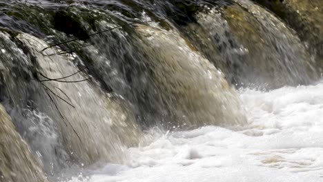 Vimba-fish-in-Kuldiga,-sunny-spring-day,-slow-motion-closeup-shot