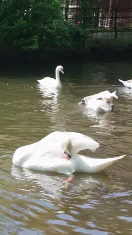 graceful flock of mute white swans swimming in river vertical shot