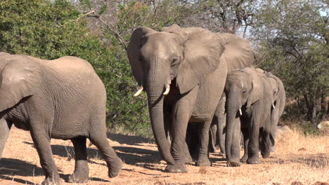 a herd of elephants rushing across the dry african terrain towards a waterhole