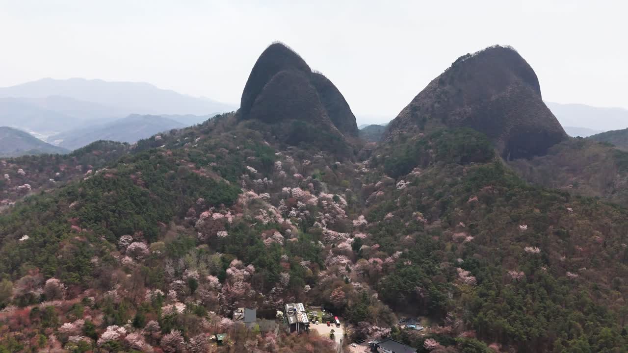 Mountain landscape with cherry blossoms