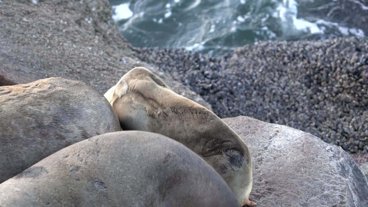 Sea lion pup looks skinny and emaciated