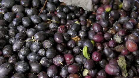 Images-of-ripe-olives-on-the-production-line-at-the-olive-oil-factory-stages-making