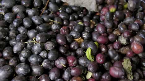 imágenes de aceitunas maduras en la línea de producción en las etapas de elaboración de la fábrica de aceite de oliva