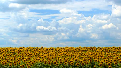 field of sunflowers against the sky. cultivation of sunflowers. summer