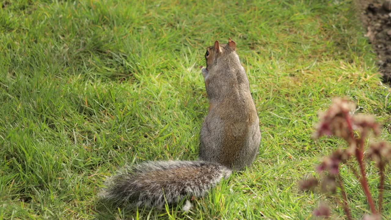 Scoiattolo grigio che mangia un acino d'uva rossa in un giardino erboso al rallentatore. Diurno, soleggiato, Borehamwood, Hertfordshire, nord di Londra, Regno Unito