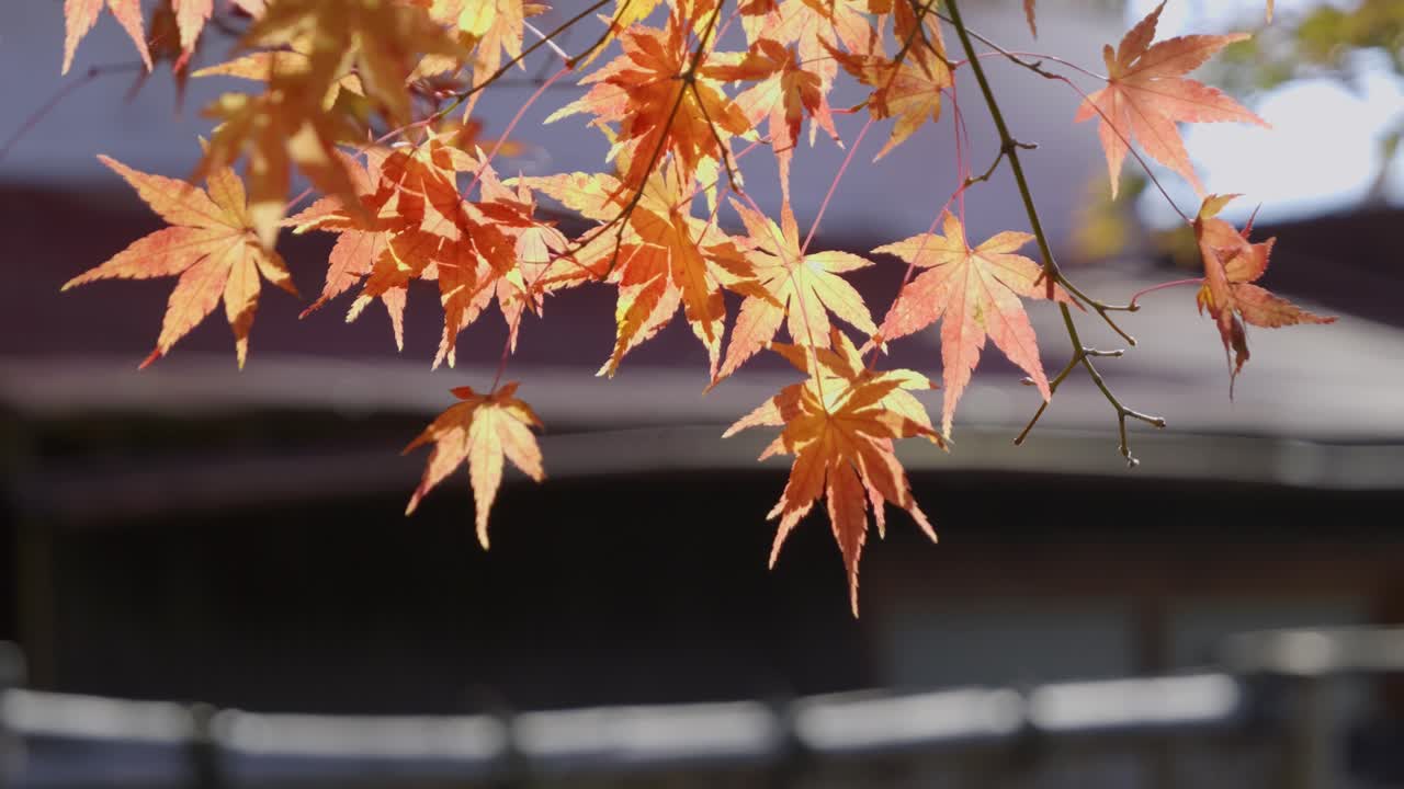 Close up of perfect yellow maple leafs with shadows and silhouettes
