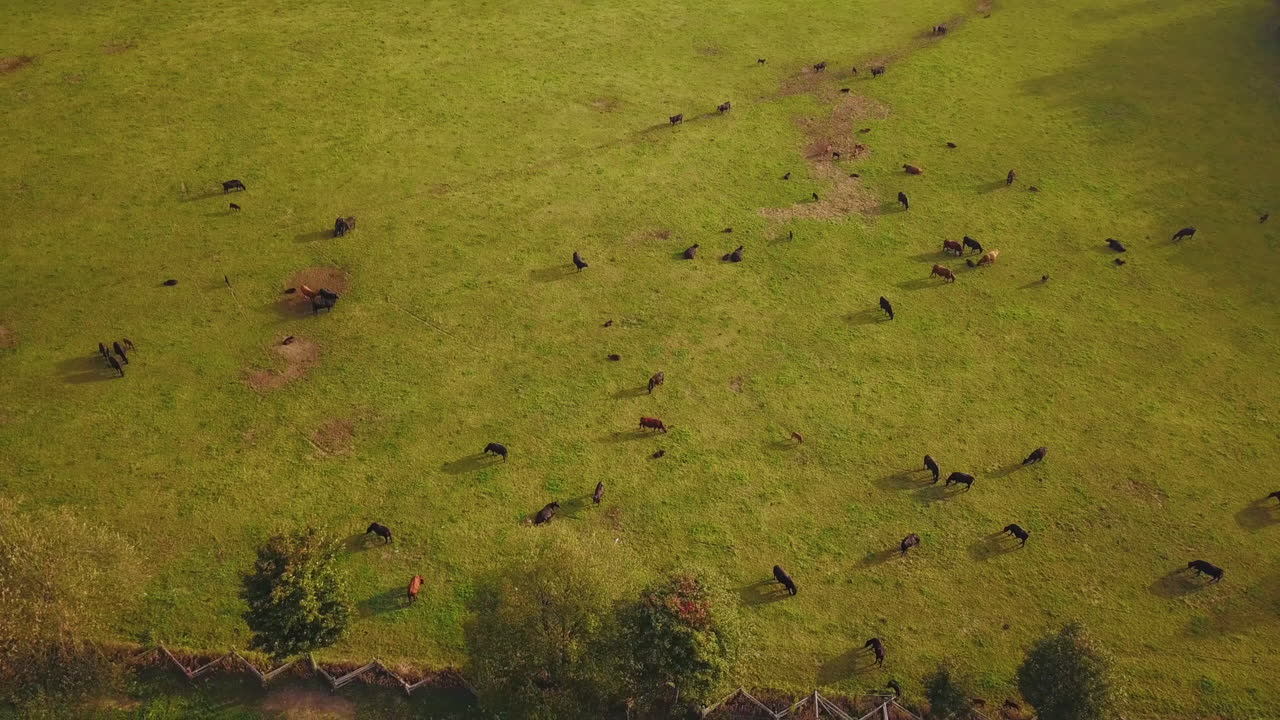 농장에서 풀을 뜯고 있는 소 떼를 내려다보는 높은 조감도