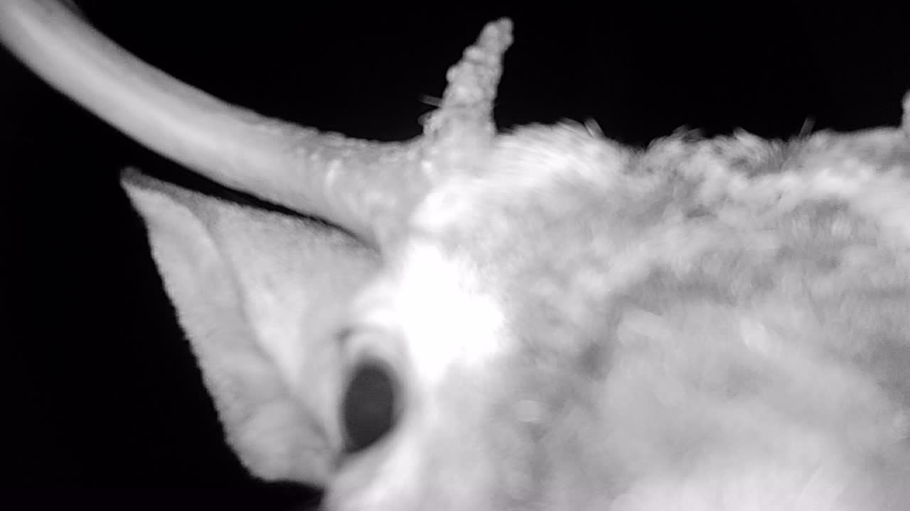 Nysgerrig otte-ender hvidhalet hjortebuk går hen imod og snuser til vildtkameraet på en lysning i skoven om natten i det tidlige efterår.