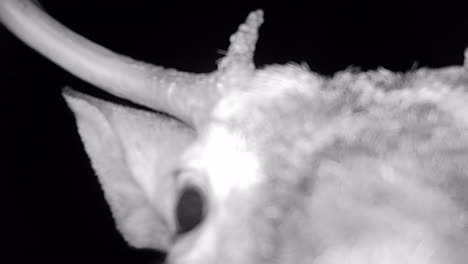 curious 8 point buck white tail deer walks towards and sniffing the game camera in a clearing in the woods at night in early autumn