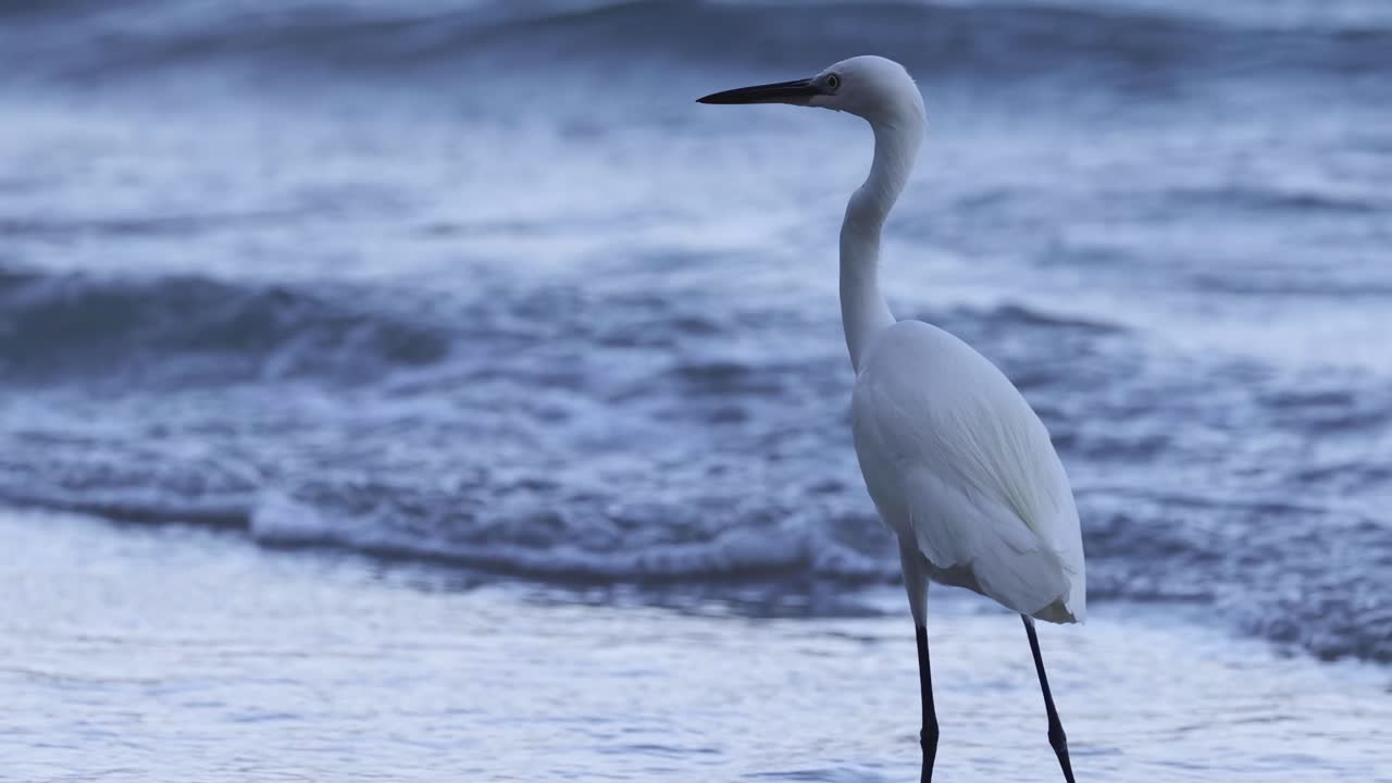 A solitary egret stands elegantly on the shoreline, observing the gentle ocean waves.