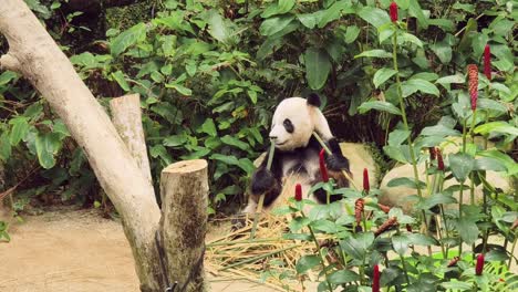 panda eating bamboo in a forest enclosure