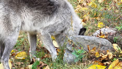 primer plano de un lobo gris de las montañas rocosas olfateando el suelo y una roca