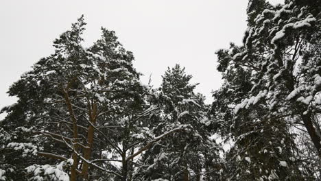 snow-covered forest