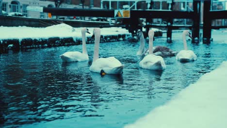 swans in canal during winter