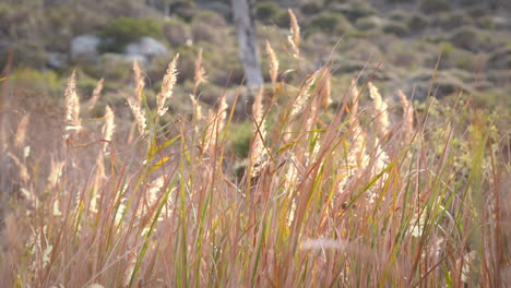 Grass-swaying-in-the-breeze