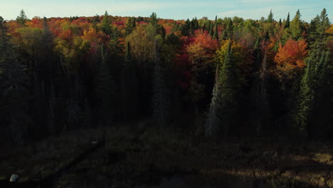 Aerial-view-of-trees-in-forest-in-landscape