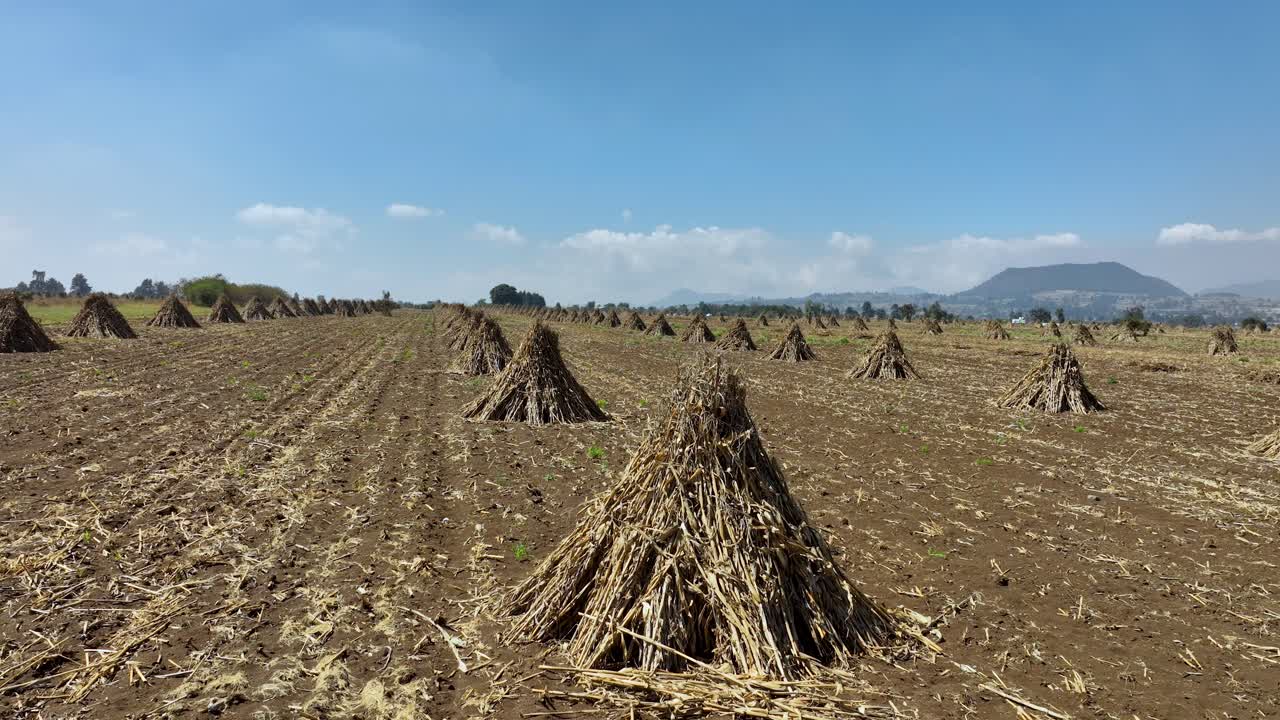Aerial video of corn fields in the valley of Mexico recently harvested.