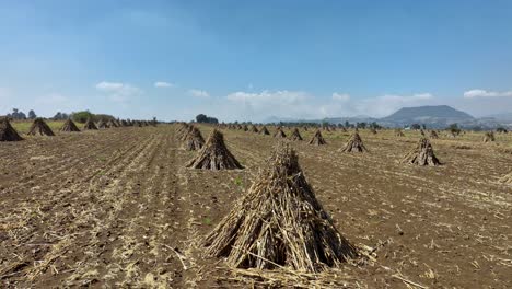 aerial video of corn fields in the valley of mexico recently harvested.
