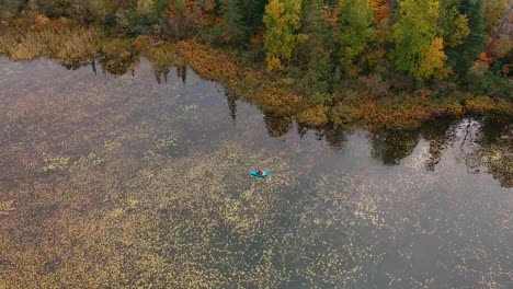 tracking drone shot of a women kayaking through a lake surrounded by lily pads during peak foliage season in rural ontario, canada