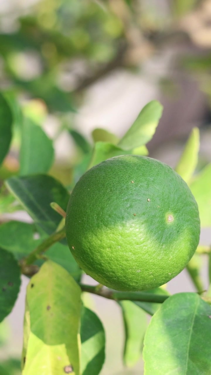 Crescita dei lime su un albero nel tempo