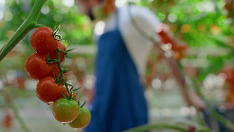 agrónomo cosechando tomates en un invernadero en el campo. concepto de agricultura