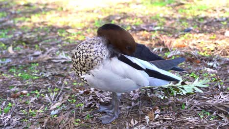 Landwirtschaftlicher-Schädling,-Ein-Erwachsenes-Männchen,-Eine-Australische-Waldente,-Chenonetta-Jubata,-Gesichtet-Auf-Dem-Städtischen-Parkgelände,-Putzt-Und-Reinigt-Seine-Federn-Mit-Dem-Schnabel,-Nahaufnahme