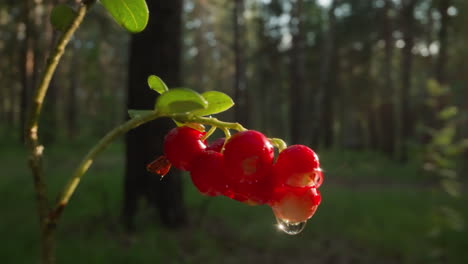 sunflare behind ripe red currants with water droplets in a lush forest