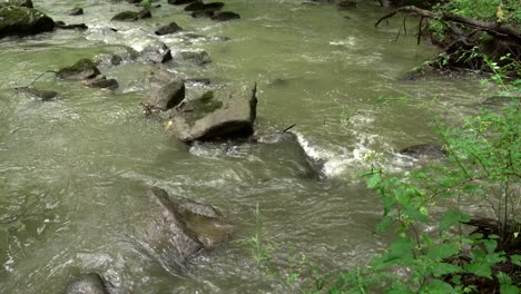 Ein-Bach-Im-Wald-Während-Des-Grüns-Der-Spätsommersaison