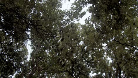 Olivos-Y-Hojas-Temblando-Con-El-Viento,-Punto-De-Vista,-De-Cerca