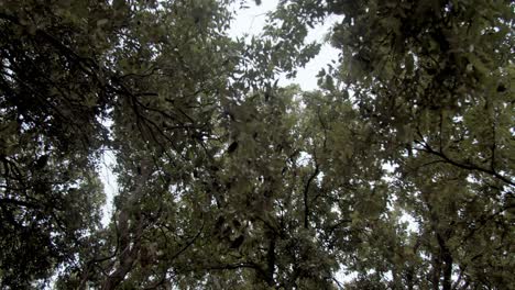 olivos y hojas temblando con el viento, punto de vista, de cerca