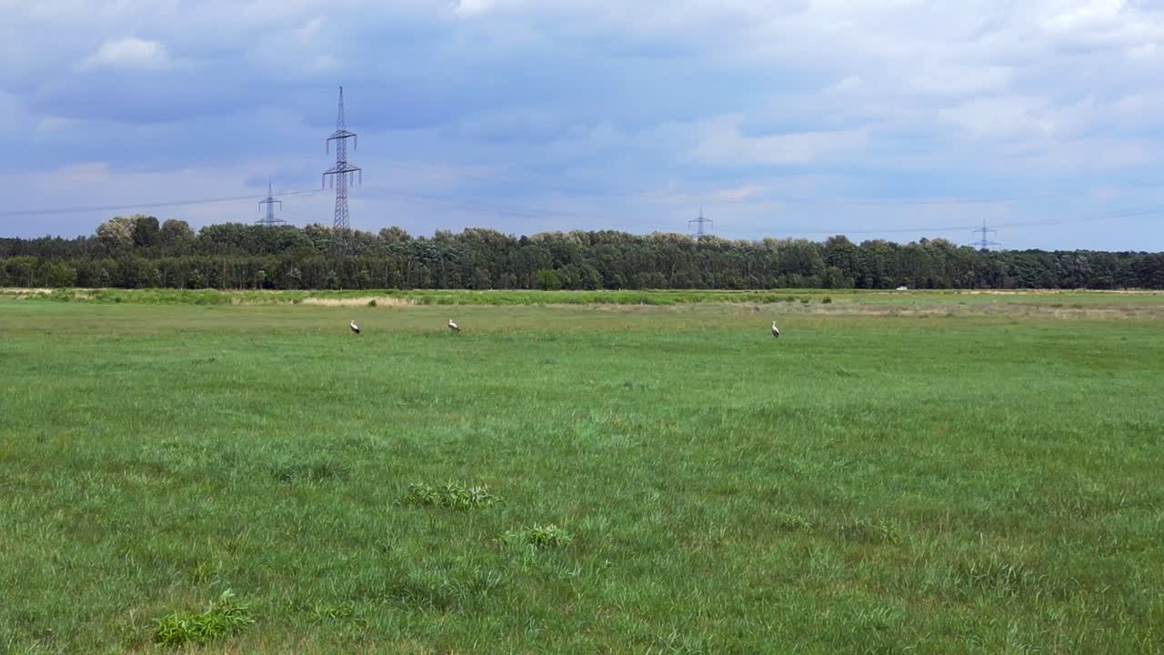 приятный воздушный вид с вершины полёта белые аисты на летнем лугу ветреное поле