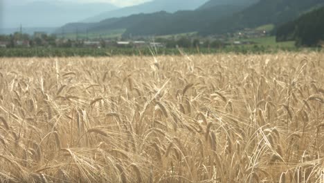 Tiro-Tormentoso-De-Un-Paisaje-Pintoresco-De-Un-Campo-De-Trigo-Ondeando-En-El-Viento-Con-Montañas-Y-Un-Cielo-Nublado-En-El-Fondo