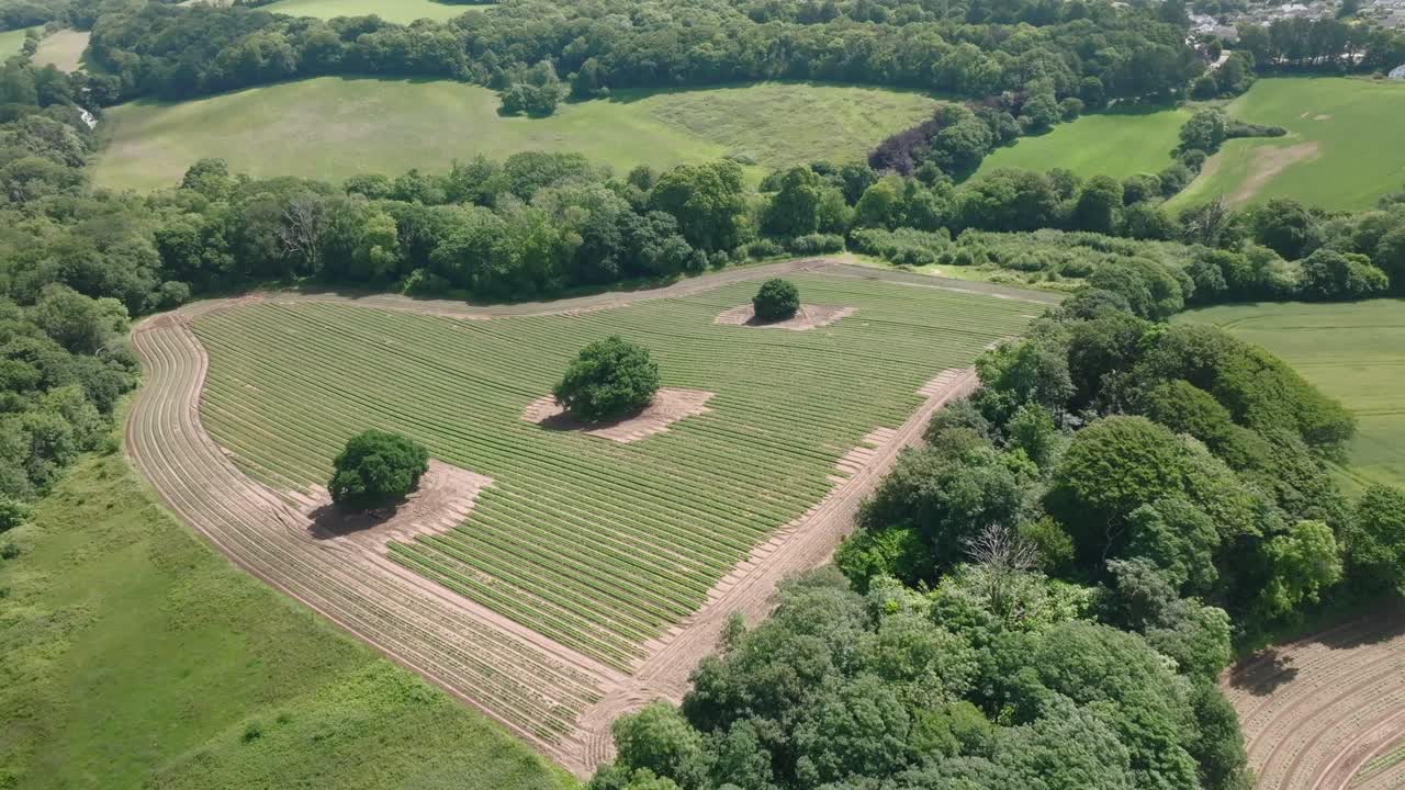 Ploughed field surrounded by vibrant green trees with isolated trees in field. Summer, Cornwall, UK.