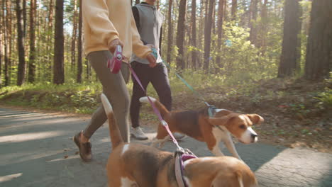 couple walking dogs in a forest park