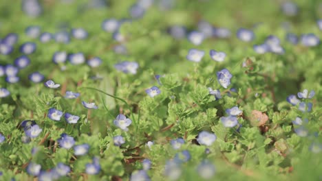 Un-Lecho-De-Nomeolvides-Florece-Bajo-El-Sol-Primaveral