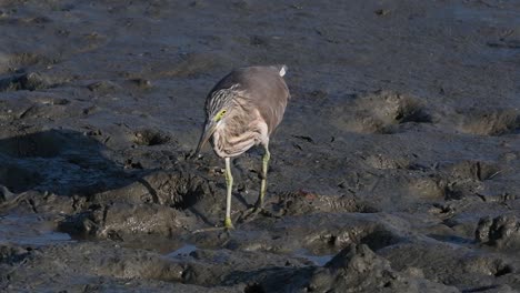 One-of-the-Pond-Herons-found-in-Thailand-which-display-different-plumages-according-to-season