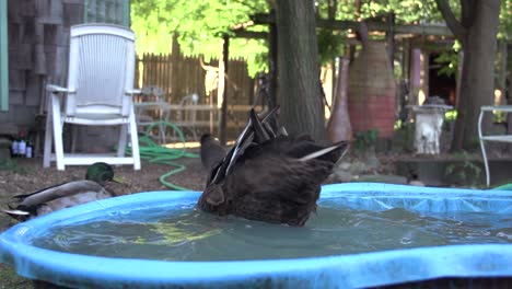 Pato-Temblando-En-Una-Piscina-Del-Patio-Trasero.-Camara-Lenta