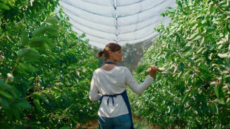 botanical specialist inspecting plants growth in sunny farmland greenhouse