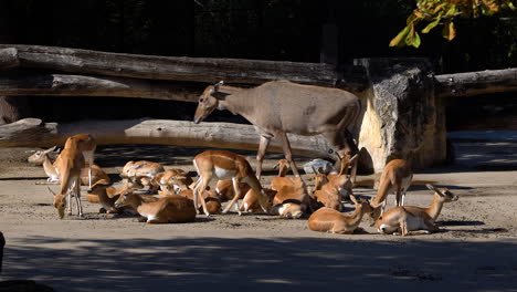 nilgai passing behind resting blackbucks in zoo setting