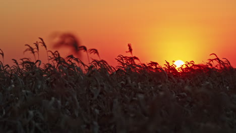 sunset over a field of grass