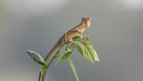 Lagarto-.-Ojos-.-Piel-.hoja