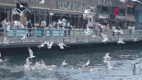 seagulls feeding at istanbul waterfront