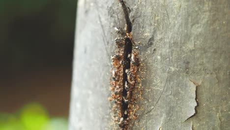 Colmena-Salvaje-De-Abejas-Nativas-En-El-Parque-De-Bangkok