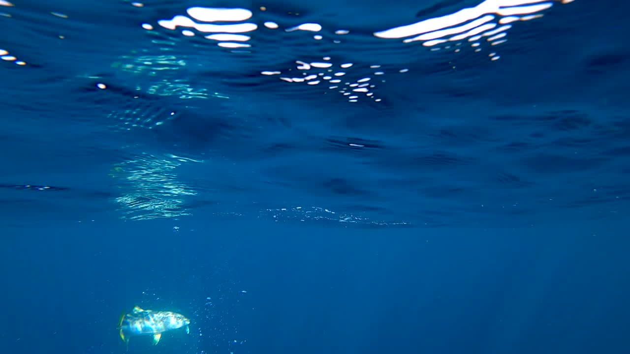 el agua azul profunda revela un destello plateado en el pez cola amarilla