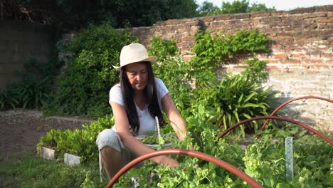 jardinero femenino cosechando guisantes de jardín, cultivados en casa a partir de un huerto de jardín
