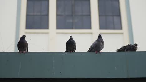 Hand-held-shot-of-pigeons-standing-on-a-ledge-in-Puerto-Rico