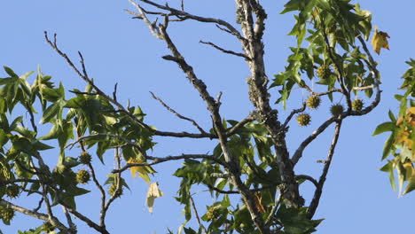 A-mockingbird-perched-on-a-small-branch-in-the-morning