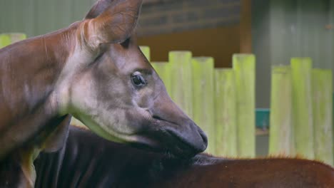 Okapi-lick-and-clean-each-others-back-with-long-tongues