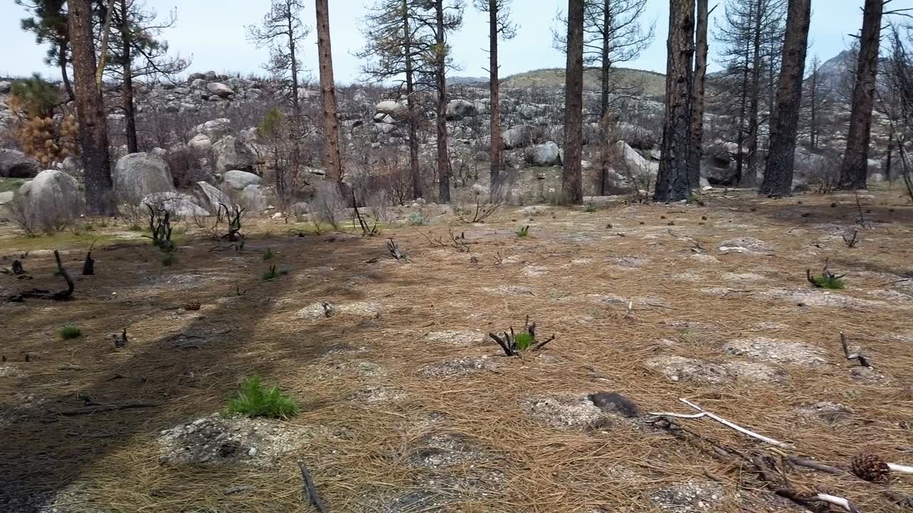 toma panorámica a la derecha de un campo quemado por un incendio forestal varios años antes y que se recupera lentamente cerca de idyllwild, california